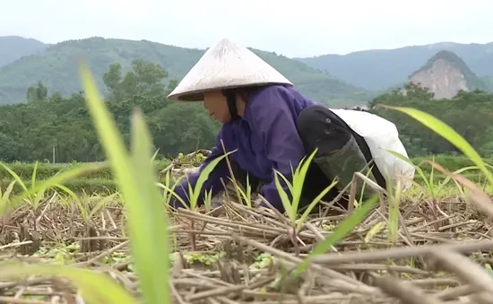 Hơn 1.000 ha cây vụ Đông ở Chương Mỹ, Hà Nội thiệt hại do mưa lũ