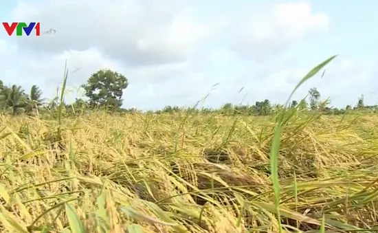 Hàng ngàn ha lúa bị đổ sau bão tại Trà Vinh