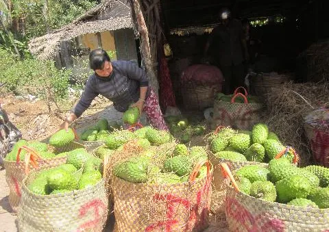 Tiền Giang: Người dân không bán được mãng cầu vì xe tải bị cấm qua phà