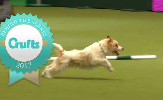 Màn trình diễn ấn tượng của chú chó Olly tại Crufts Dog Show