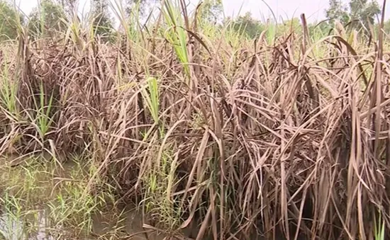 600 ha mía bị ngập nước, nông dân Long An lao đao