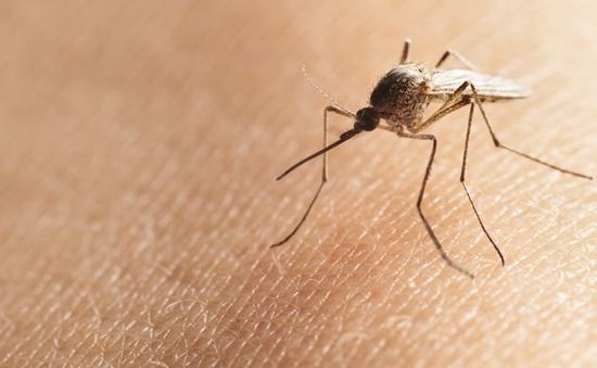 Brazil thả muỗi để chống sốt xuất huyết