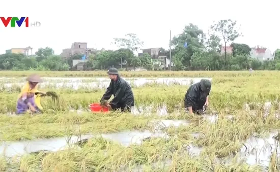 30.000 ha lúa mùa tại Thái Bình bị thiệt hại do mưa lũ