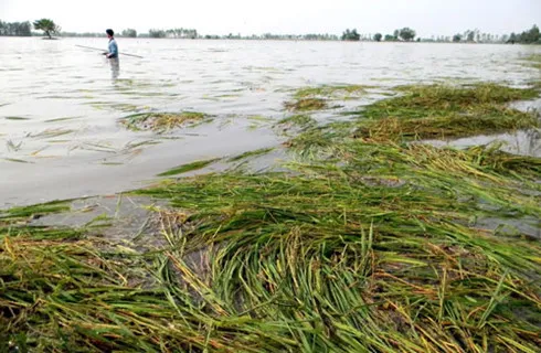 Nông dân mất trắng vụ Đông Xuân do mưa lớn bất thường