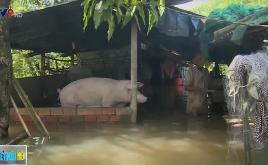 Triều cường gây ngập, người dân Cần Thơ sống trong biển nước