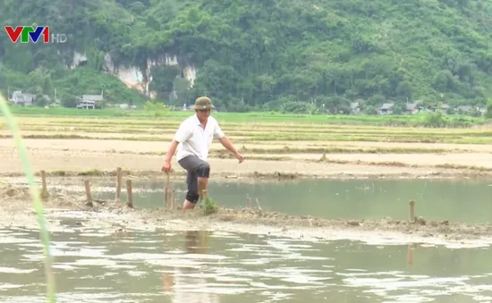 Bắc Kạn: Hàng trăm ha đất cấy lúa ngập úng, người dân lâm cảnh khó khăn