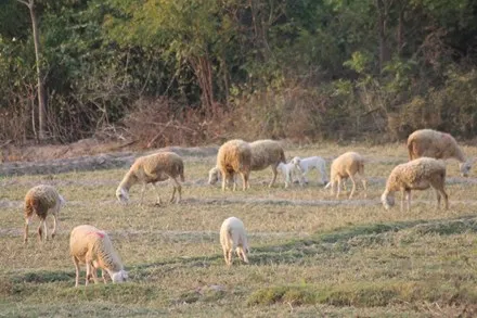 Ninh Thuận: Gian nan công cuộc tìm nguồn thức ăn cho cừu