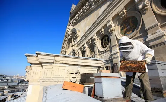 Nuôi ong trên mái nhà tại Paris, Pháp