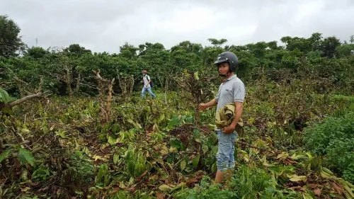 Điều tra vụ thuê người chặt phá 445 cây cà phê tại Đăk Lăk