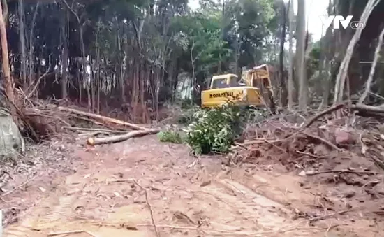 Lãnh đạo huyện Tĩnh Gia, Thanh Hóa: "Làm gì có chuyện phá rừng bừa bãi!"