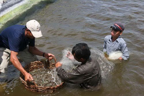 Giám sát chặt lịch thời vụ nuôi tôm 2017