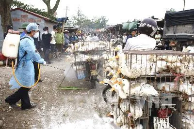 Hà Nội sẵn sàng ứng phó với dịch cúm gia cầm