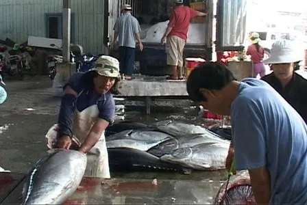 Tổ chức hội nghị đánh giá chuỗi sản xuất cá ngừ tại Phú Yên