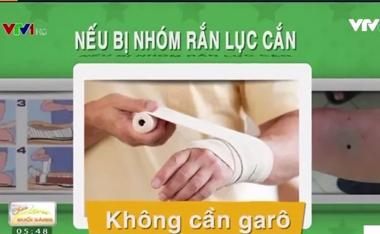 Các cách sơ cứu cơ bản khi bị rắn độc cắn