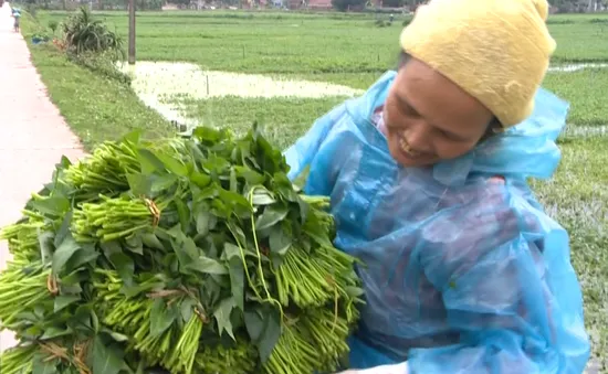 Làng Thanh Chiểu và đặc sản rau muống tiến vua