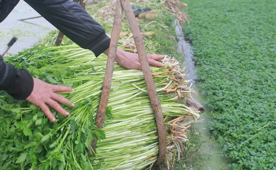 Cần tây - bài thuốc chữa cao huyết áp trong đông y