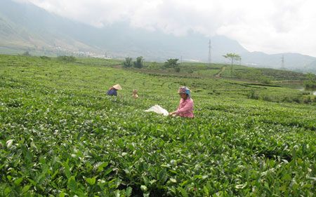 Lai Châu: Hiệu quả liên kết doanh nghiệp và nông dân trồng chè