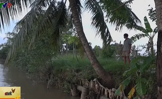 Vĩnh Long: Đê bao sạt lở đe dọa hàng chục hộ dân