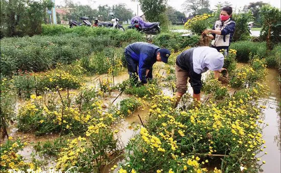 TT - Huế: Nỗ lực cứu lúa bị ngập úng