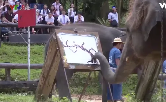 "Nghệ sỹ Voi" tại Chiang Mai, Thái Lan