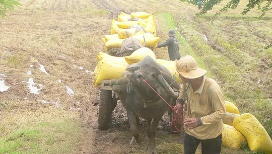 Đi chở lúa, sét đánh chết cả người lẫn trâu