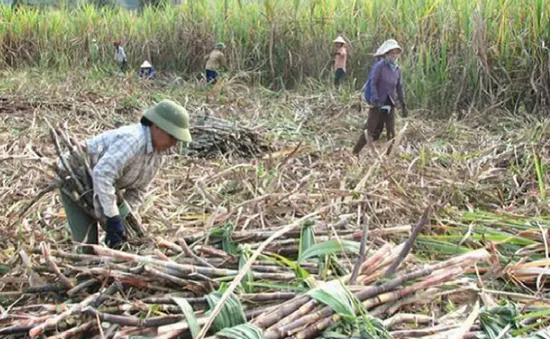 Thu hoạch mía gặp khó khăn do thiếu nhân công trầm trọng