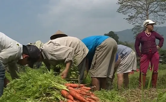 Thực hư chuyện DN không mua cà rốt cho nông dân