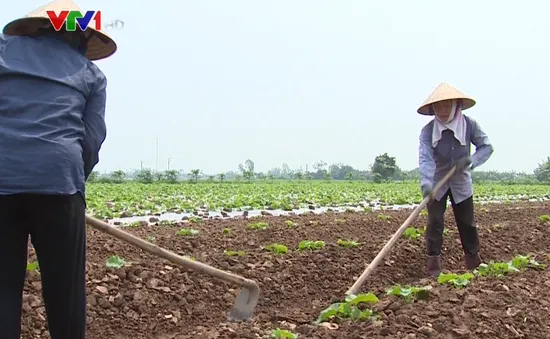 “Cần tránh bệnh hình thức trong việc thực hiện tích tụ ruộng đất”