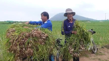 Nông dân đảo Lý Sơn đổ xô bán tỏi tươi