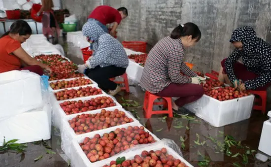 Liên kết để mở rộng thị trường cho trái cây Việt