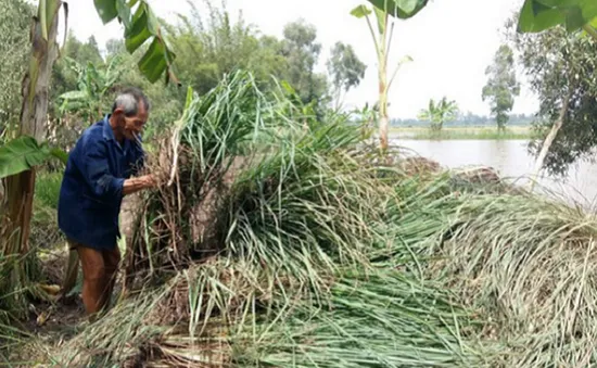 Doanh nghiệp "biến mất", người trồng sả Hậu Giang điêu đứng