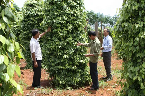 Ồ ạt phát triển hồ tiêu ở Tây Nguyên