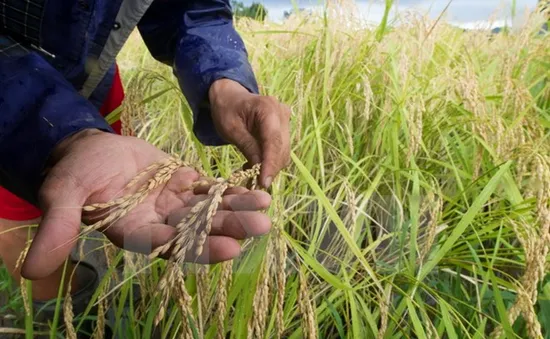 Tình trạng ấm lên trên toàn cầu khiến lương thực giảm dinh dưỡng