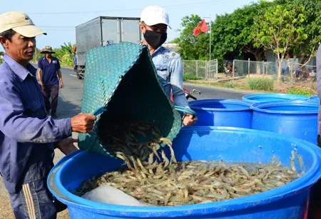 Ngành tôm Việt Nam đứng trước nhiều thách thức