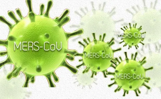 Virus MERS-CoV có thể lây qua đường ruột