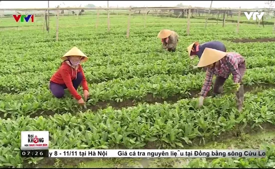 Mô hình sản xuất rau mùi tàu an toàn theo tiêu chuẩn VietGAP