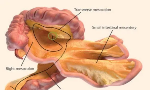 Phát hiện ra cơ quan nội tạng mới