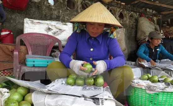 Tiền Giang xuất khẩu lô vú sữa đầu tiên sang Mỹ