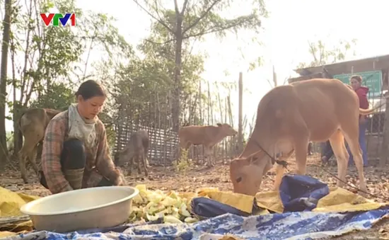 Kon Tum: Nâng cao đời sống bà con vùng biên nhờ cách làm ăn mới