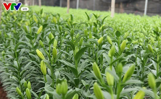 Hoa ly Tây Tựu nở đẹp vào Tết