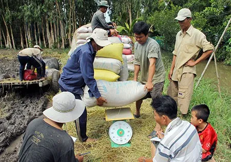 Tranh chấp bán lúa non cho "cò", nông dân cắn răng chịu thiệt