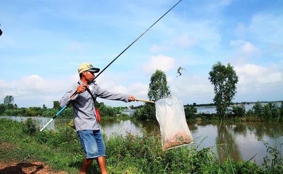 Độc lạ nghề câu rắn mối mùa nước nổi