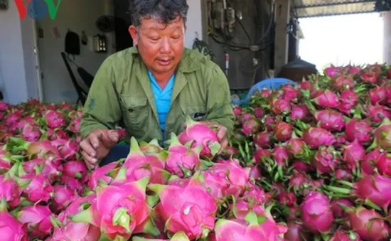 Thanh long sạch đứng vững trước cơn "bão" rớt giá