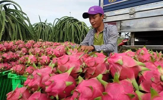 Tiêu thụ thanh long - Giải pháp nhìn từ thị trường Trung Quốc