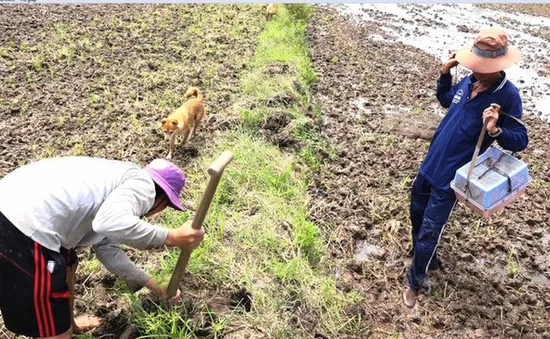 Đào hang bắt chuột tại miền Tây