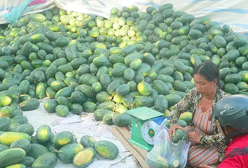 Dưa hấu nghịch mùa đạt giá cao, nông dân vùng ĐBSCL phấn khởi