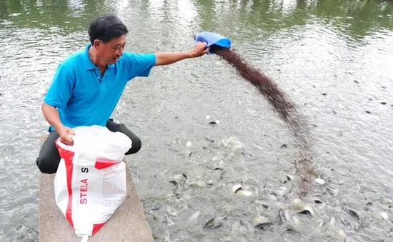 Giá cá tra tăng cao kỷ lục, người nuôi cá thu tiền tỷ