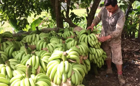 Thu hút đầu tư thành công, tạo hướng mở mới cho nông trường Sông Hậu