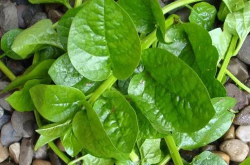 Mồng tơi – vị thuốc thường dùng