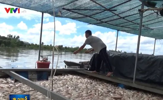 Hơn 160 tấn cá bè chết bất thường ở Tiền Giang